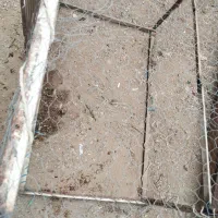 قفس پرنده ومرغ تخ گذار