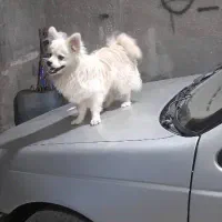 سگ نژاد داره