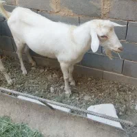 نری سانن لنگ سه قلو
