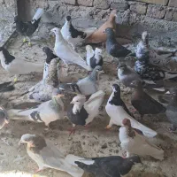 ۴۰ عدد کفتر پرشی