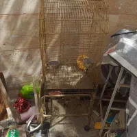 قفس پرنده عروس هلندی