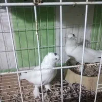 فروش سفید سلمدار خال توگردن|پرنده|بندر گناوه, |دیوار
