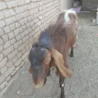 نربز نر قد بلند گوشا دراز|حیوانات مزرعه|بردسکن, |دیوار