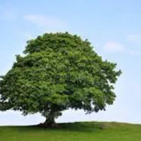 ویلا-و-باغ-در-تیکمه-داش