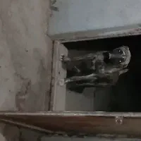 سگ افغان|سگ|مشهد, توس (بلوار توس)|دیوار