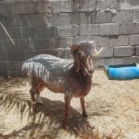 گوسفند