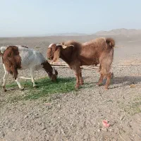 بز نر چاق