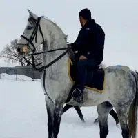 اسب اصیل کرد