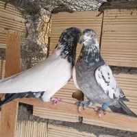 کفتر نر ماده    جفت آماده     ۷جفت|پرنده|کاشان, کارگر|دیوار