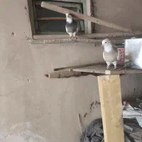 یک جفت طوقی بشرط تخم و جوجه با یک جفت جوجه|پرنده|مبارکه, |دیوار