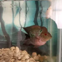 ماهی فلاور نر و ماده