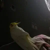 عروس هلندی|پرنده|ماکو, |دیوار