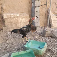 خروس لاری صابونی