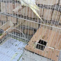 دو جفت عروس هلندی لوتینو|پرنده|میانه, |دیوار