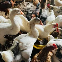 فروش جوجه سه ماهه ، خروس لاری ، قوغاز|حیوانات مزرعه|رشت, احمد گوراب|دیوار
