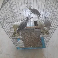 عروس هلندی نر وماده