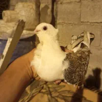کبوتر رنگی