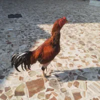 خروس لاری اخرت نسل