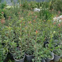 فوتونیا سطل 12 تعداد 500|گل و گیاه طبیعی|چابکسر, |دیوار