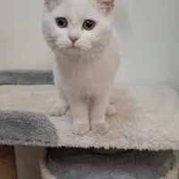 گربه بریتیش نر۴ ماهه با تمام وسایل