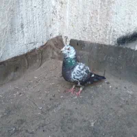 سینه مشهدی
