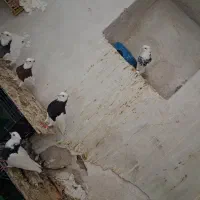 طوقی|پرنده|باغ ملک, |دیوار