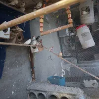 فنچ معمولی|پرنده|سراوان, |دیوار