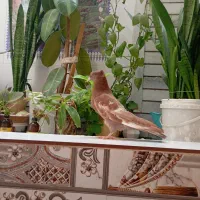 کفتر جوجه سینه تافته ای نر|پرنده|شیراز, پودنک|دیوار