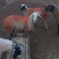 میش