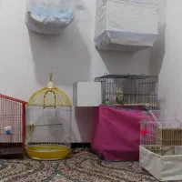پرنده