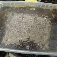 عسل طبیعی|خوردنی و آشامیدنی|قرچک, میرزائی شمالی|دیوار