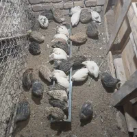 تعدادی بلدرچین تخمگذار