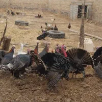 بوقلمون|حیوانات مزرعه|سراب, |دیوار