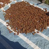 الو افتابی تازه وارگانیک حسن آبادفشافویی