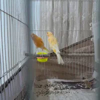 قناری نر  مست وبخون سرخی یا پرتغالی  جوان و زیبا