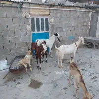 فروش بز وپازن|حیوانات مزرعه|بندر دیر, |دیوار