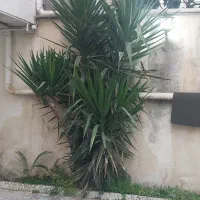 درخت یوکا|گل و گیاه طبیعی|رشت, رشتیان|دیوار