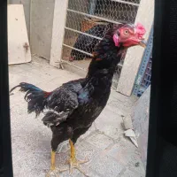 خروس لاری