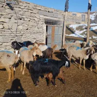 معاوضه گوسفند باماشین