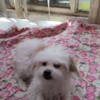 سگ شیتزو نر