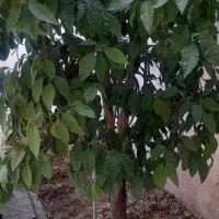 420-متر-جوادیه-پردیس
