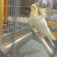 عروس هلندی