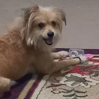 واگذاری سگ اشپیتز یک ساله|سگ|شیراز, پودنک|دیوار