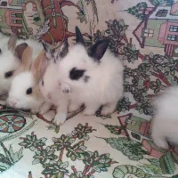 خرگوش کوچولو|موش و خرگوش|وحیدیه, |دیوار