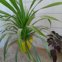 فروش تعدادی گل