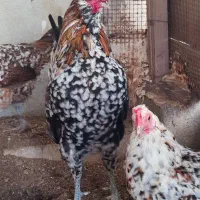 مرغ و خروس