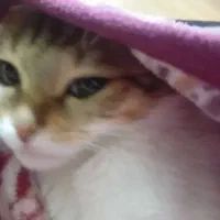 واگذاری رایگان|گربه|ارومیه, |دیوار