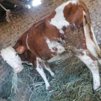 گاو سیمینتال اصیل بدون گوساله