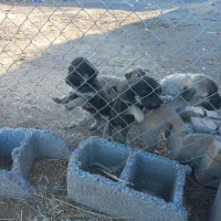 سلام سگ کانگال|سگ|صوفیان, |دیوار