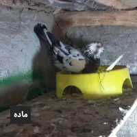 کبوتر زینتی و معمولی|پرنده|رودسر, |دیوار